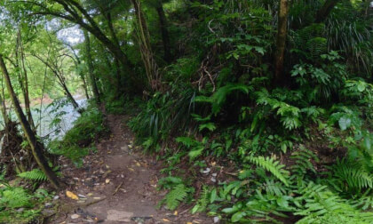 15/18 [New Zealand] The way of Raparapahoe Falls