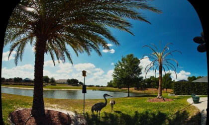 Sandhill Crane in Front of Pond 2