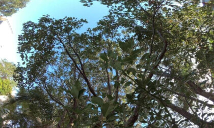 backyard tree