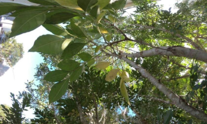 backyard tree 2