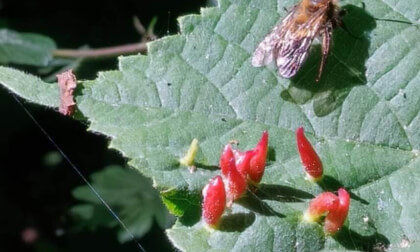 Fly on leaf