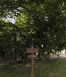 [8k 360 3D] thousand-year-old linden tree (of Reinborn) (No. 2)