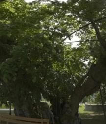 [8k 360 3D] thousand-year-old linden tree (of Reinborn) (No. 3)