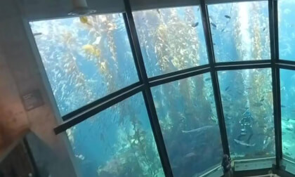 Kelp Forest Presentation
