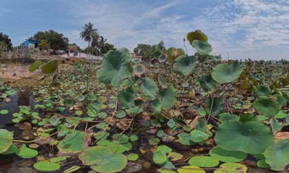 Lotus pond 360 view
