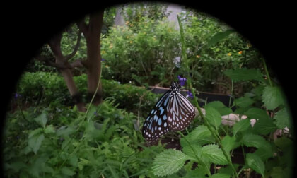 01Tama Zoological Park insect garden(01)