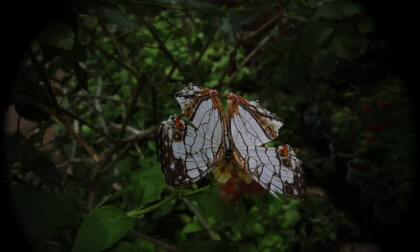 02Tama Zoological Park insect garden(02)