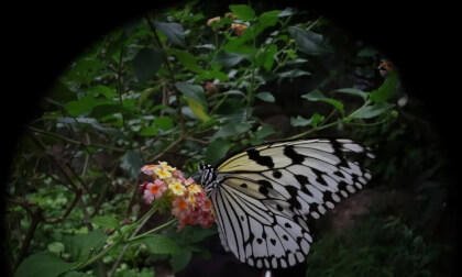 03Tama Zoological Park insect garden(03)