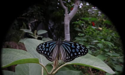 04Tama Zoological Park insect garden(04)