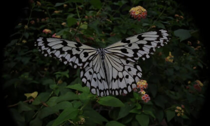 05Tama Zoological Park insect garden(05)