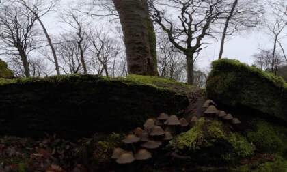 mushrooms in the woods