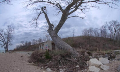Beach Tree