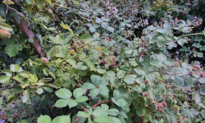 Blackberries in a garden