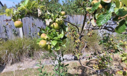 Apples in a garden