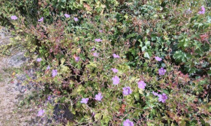 Flowers, there is a bee hiding there!