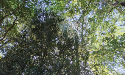 The Grove Woods Felixstowe - Canopy.