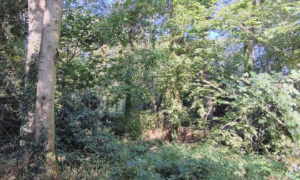 The Grove Woods Felixstowe - dense woods.