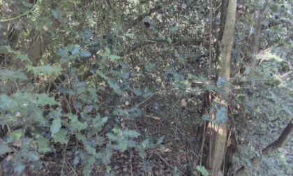 The Grove Woods Felixstowe - Holly.