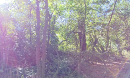 The Grove Woods Felixstowe - sunlight through the trees.