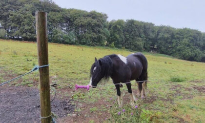 Buxton Riding School - nice Pony