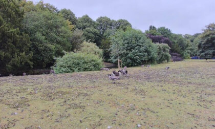 Buxton Park Geese.