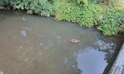 Cool duck in Buxton.
