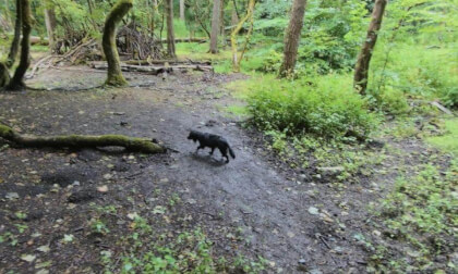 Ebony in the woods.