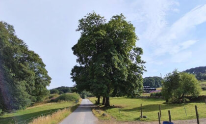 Large beautiful Tree on Fern Road Buxton (back view).