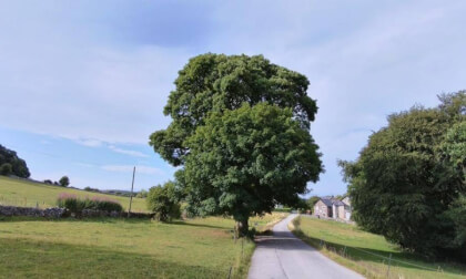 Large beautiful Tree on Fern Road Buxton
