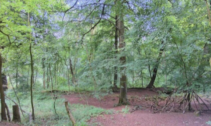 Grinlow Woods, Buxton, Derbyshire