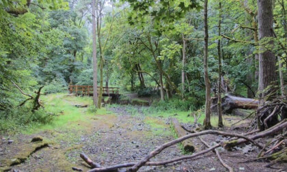 Wooden bridge in Grinlow woods, Buxton, Derbyshire
