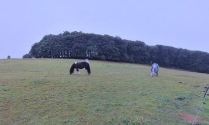 Horses grazing on the slopes near Buxton riding school.