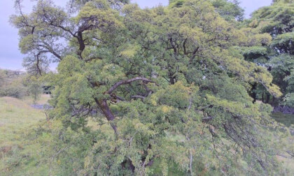 Excellent Tree discovered on the way to Solomon's temple.JPG