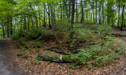 Woodland Area Near Stockholm in Sweden