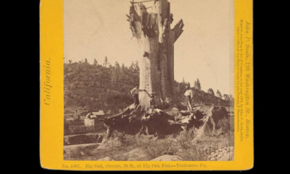 ~1870, Big Oak at Big Oak Flat, CA