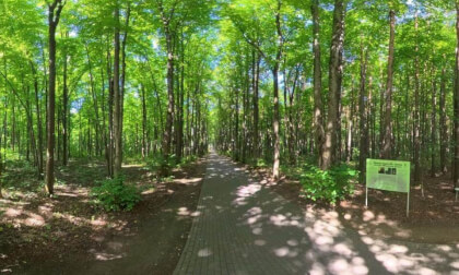 Belarus, Minsk, Botanical Garden walk