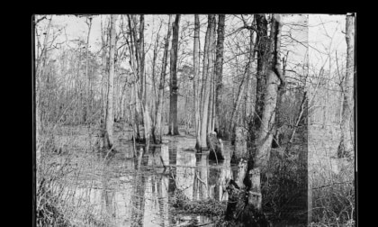 1862: White Oak Swamp, VA