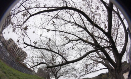 Sakura10k_01 VR Photo Sakura10k_01 VR