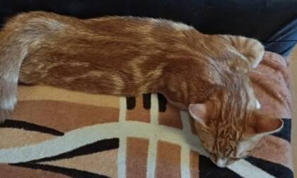 Fido the cat