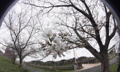 Sakura10k_02 VR Photo Sakura10k_02 VR