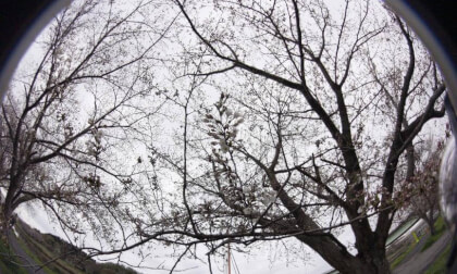 sakura10k_03 VR Photo sakura10k_03 VR