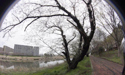 Sakura10k_04 VR Photo Sakura10k_04 VR