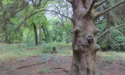 Exciting Tree in Sheffield park and gardens Sussex