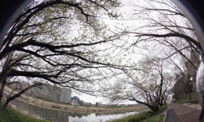 Sakura10k_06 VR Photo Sakura10k_06 VR