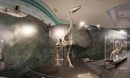 DInosaur Exhibition Science Centre Singapore BONES