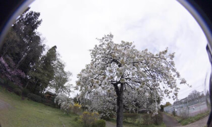 Sakura10k_07 VR Photo Sakura10k_07 VR