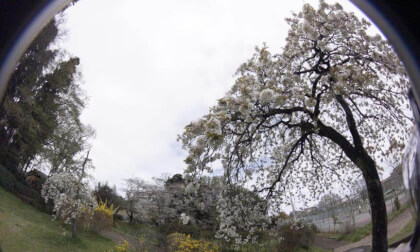 Sakura10k_08 VR Photo Sakura10k_08 VR