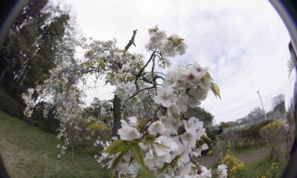 Sakura10k_09 VR Photo Sakura10k_09 VR