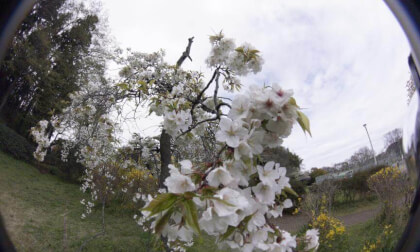 Sakura10k_10 VR Photo Sakura10k_10 VR