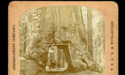 Wawona Tunnel Tree & 2 Horsepower Vehicle